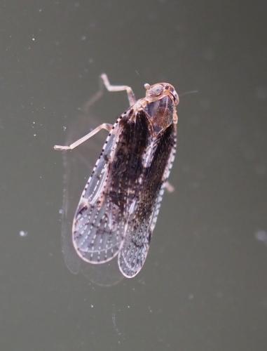 Réf. 268 324 : Cixius sp.